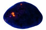 Polished Yooperlite Pebble - Highly Fluorescent! #177461-1
